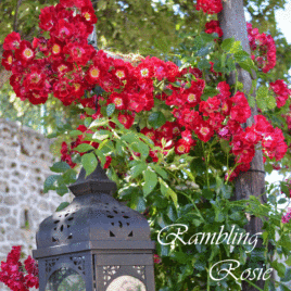 Rambling Rosie – Rambling Rose Bred By Horner