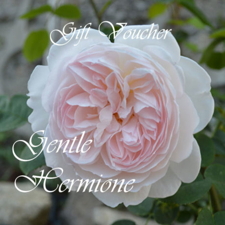 Gentle-Hermonie-full-flower